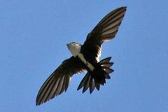 White-throated Swift